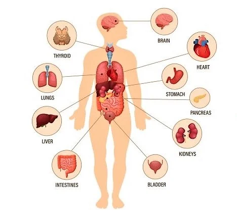 bodyscan menselijk lichaam